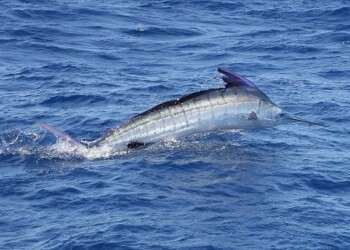 Marlin dream comes true